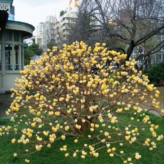 庭院植物结香苗结香花苗结香大小苗金耐寒室外花梦冬花四季树苗