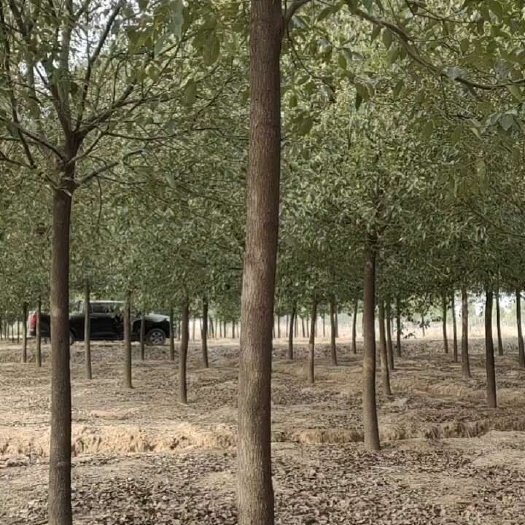 荆州小叶香樟