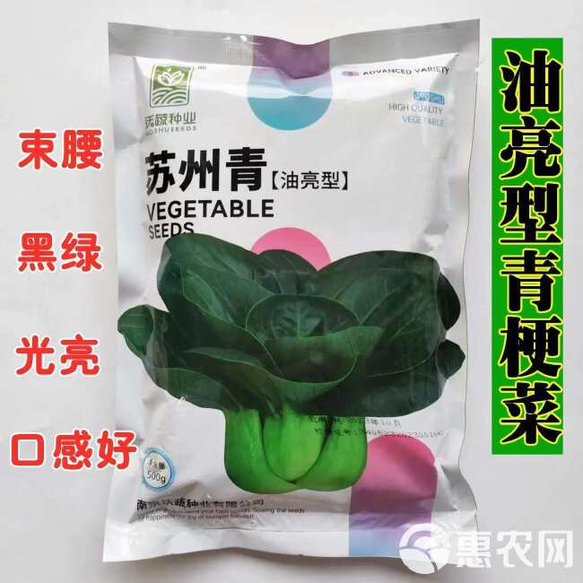 苏州青小白菜种子青梗菜抗病抗热耐寒耐雨四季播种盆栽小青菜种籽