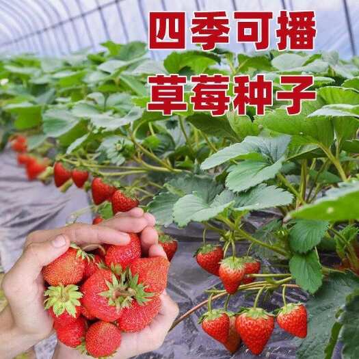 祁东县奶油草莓种子  四季水果草莓 家庭阳台盆栽四季易活