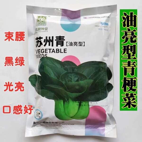 苏州青小白菜种子青梗菜抗病抗热耐寒耐雨四季播种盆栽小青菜种籽