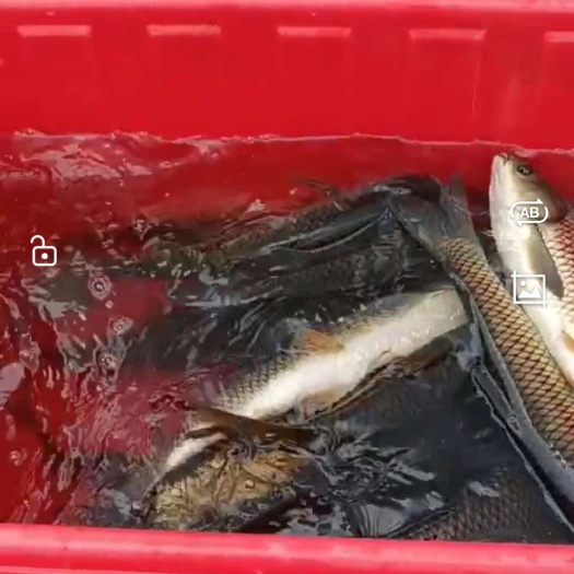 纯生态水库淡水草鱼