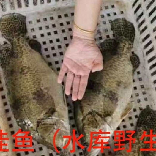 合浦县桂鱼