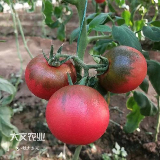 铁皮草莓番茄苗，口感番茄，秋延越冬，抗性好，寿光育苗基地直