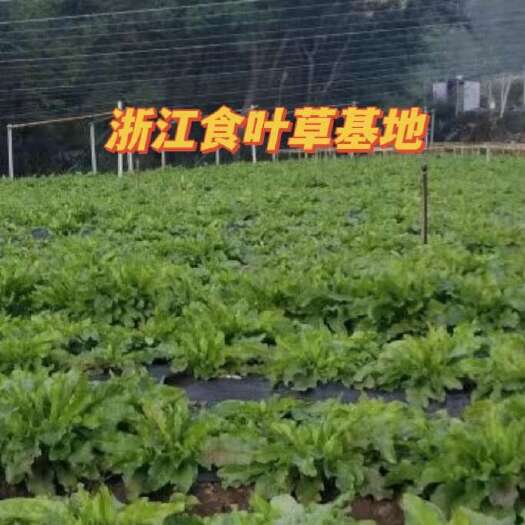 浙江基地食叶草（蛋白菜）鲜叶，鲜品发售500克