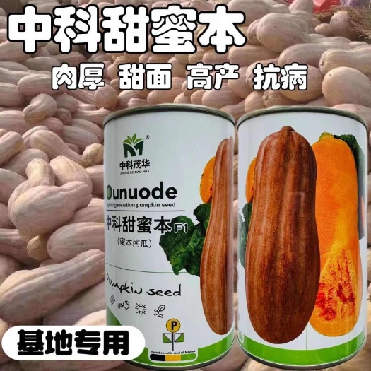 宿迁中科甜蜜本南瓜种子中晚熟 中科早蜜本蜜本南瓜种子早熟南瓜种籽