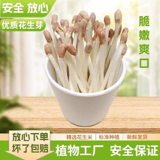 武功县【热卖100w+】现采花生芽新鲜花生芽批发花生苗水培蔬菜花生