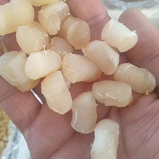干貝加淡干貝！干度干！品像好！價(jià)格美麗！