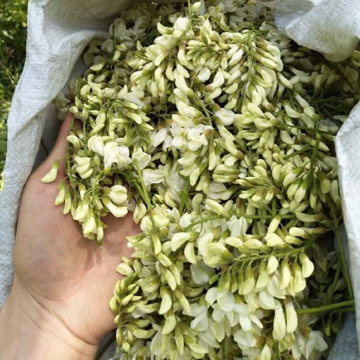 灵宝市河南灵宝秦岭洋槐花