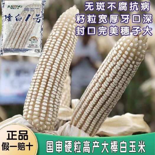 长沙国审隆白一号云贵川杂交玉米种子白包谷种隆白玉米种硬粒产量高