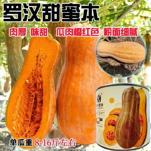 宿迁中科茂华罗汉甜蜜本南瓜种子绿领蜜本南瓜种子