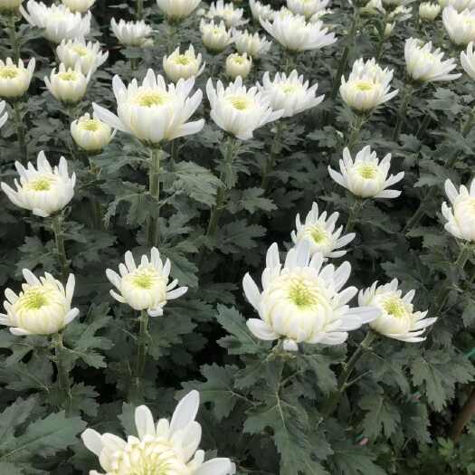 新沂市黄白菊 白菊 江苏基地直达全国发货