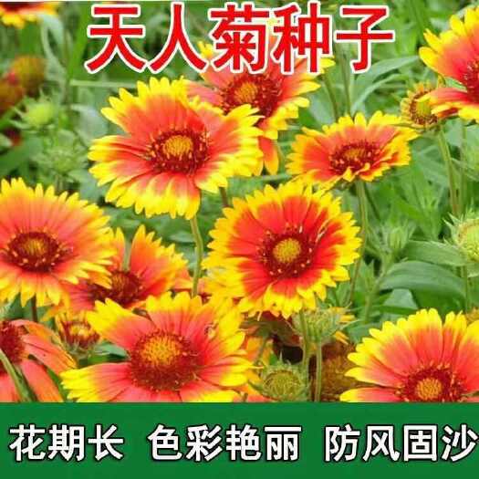 苏州天人菊种子秋播草花种子耐寒多年生虎皮菊种子园林景观绿化花卉籽