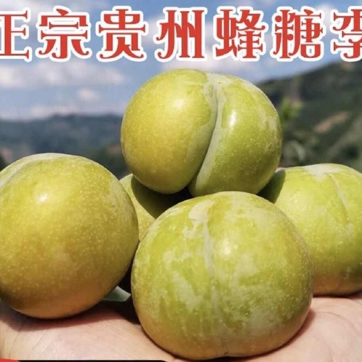 镇宁县蜂糖李
