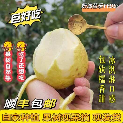 东山县自己种植现采摘漳州软糯白心芭乐新鲜水果软番石榴奶油巴乐果