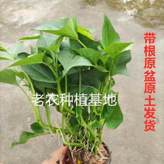 漳州食叶型地瓜叶50棵带根红薯叶种植苗番薯苗秧食用型吃叶子的蔬菜