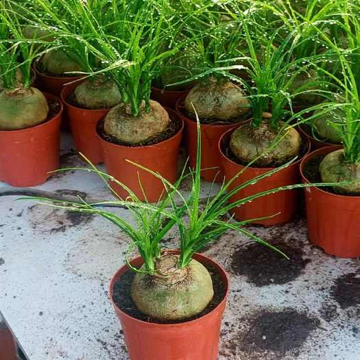 漳州酒瓶兰盆栽多头酒瓶兰花苗常绿绿植观叶植物象腿树室内外