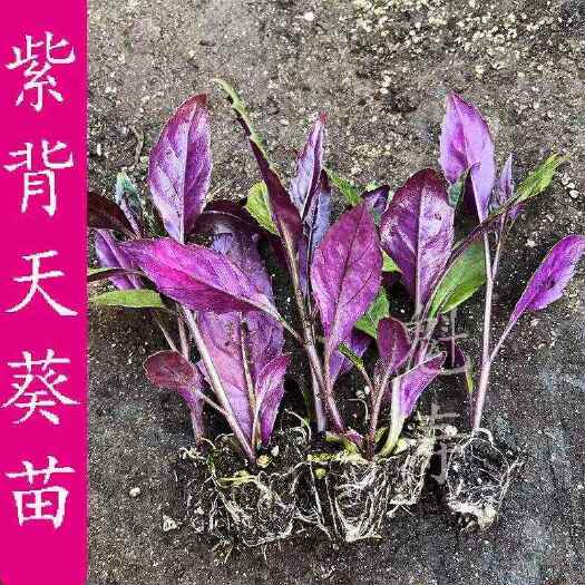 漳州紫背菜苗紫背天葵种苗观音菜秧苗血皮菜苗蔬菜苗辣椒苗番茄苗秧子