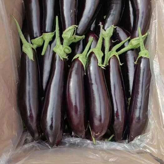 兴城市茄头便宜大量出售