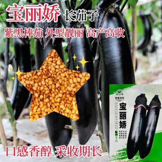 种都高科宝丽娇茄子种子早中熟抗病紫黑长茄子种子茄种子