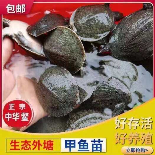 （20克-40克）头苗江西外塘大规格冷水甲鱼苗 团鱼产地直供