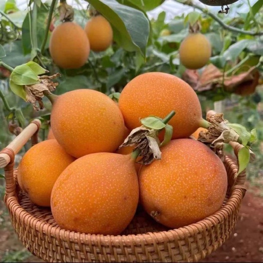 热情百香果苗带营养发货的自家庭院花盆种植广西苗圃基地批发包邮