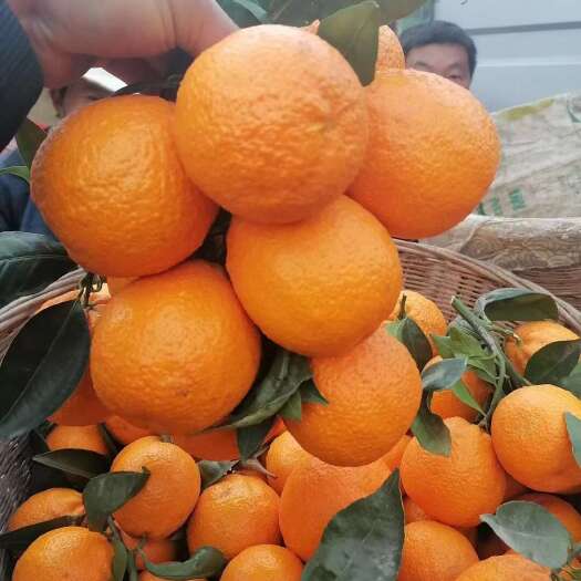  黄果柑