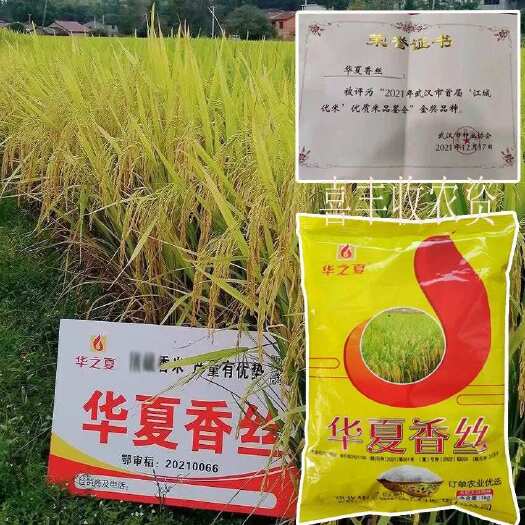 常德长粒优质水稻种子 华夏香丝 丝苗米长粒香稻 常规稻谷种子