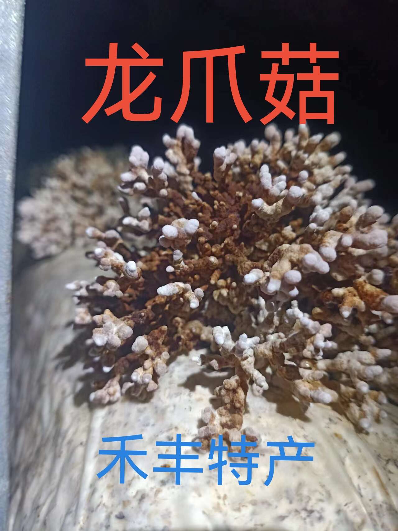 龙爪菇猫爪菇菌种包珍稀食用菌栽培技术蘑菇菌种包武夷山特产包邮