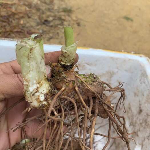 八角莲块茎芽头