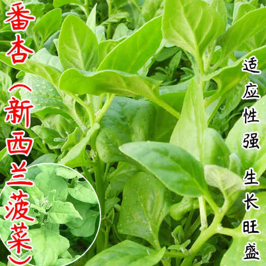 漳州番杏苗新西兰菠菜阳台洋菠菜春夏秋冬海滨篙苣 火锅蔬菜四季