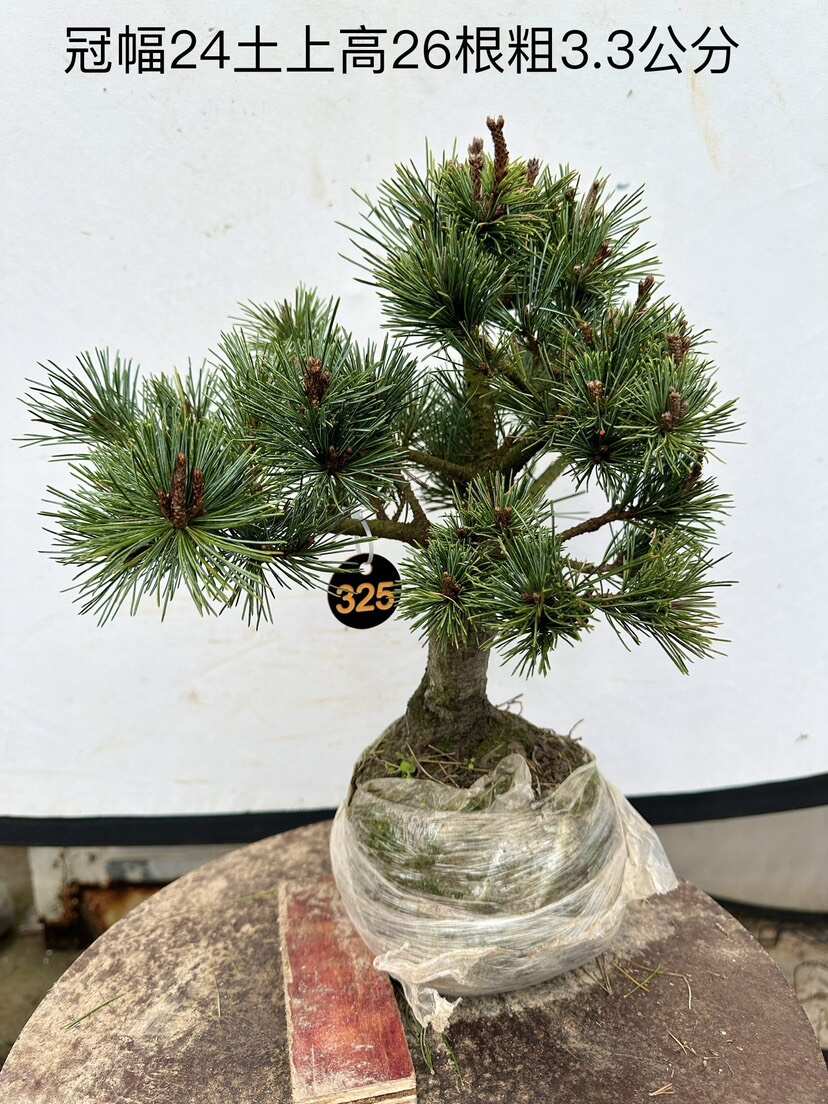 品种杨梅大阪松盆景松树