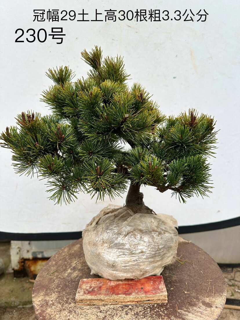 品种杨梅大阪松盆景松树