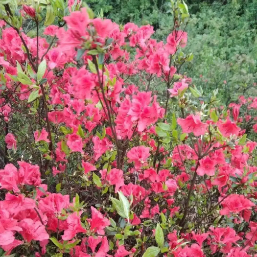 黎平县映山红，贵州品种，花如图，飞培植，山上鲜挖现卖，生存能力强
