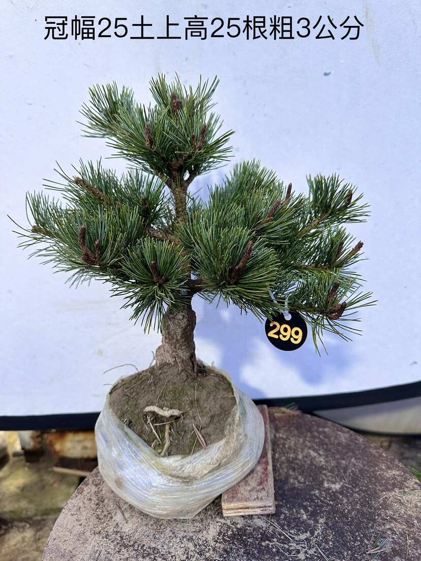 品种杨梅大阪松盆景松树