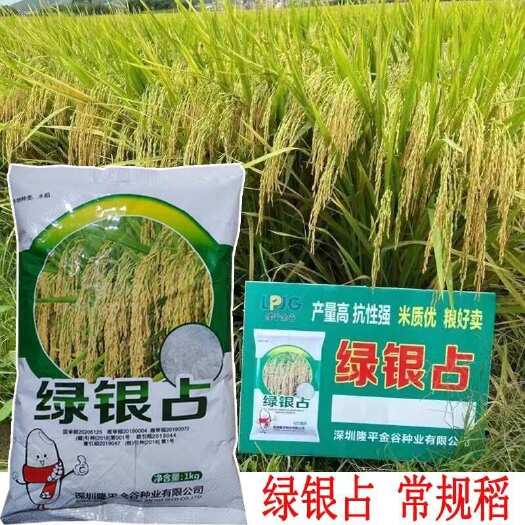 常德长粒优质稻谷种 常规水稻种子绿银占绿晶占稻谷种 抗倒再生