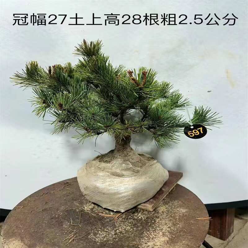 品种杨梅大阪松盆景松树