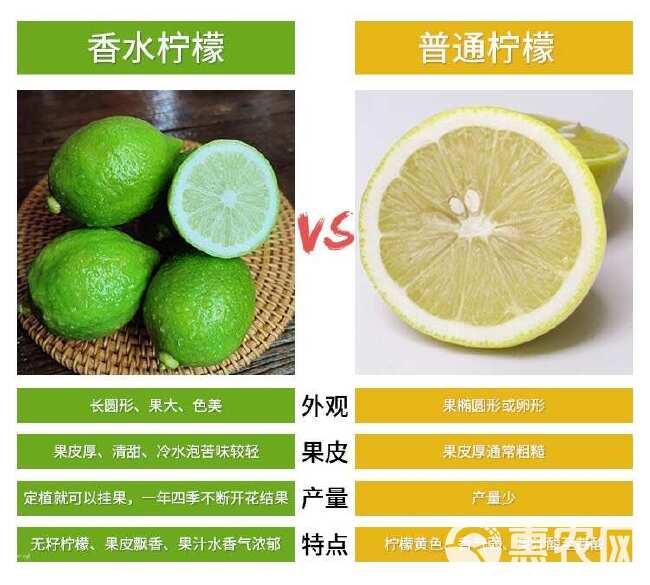 广东香水柠檬无籽一级果奶茶店冷饮店专用