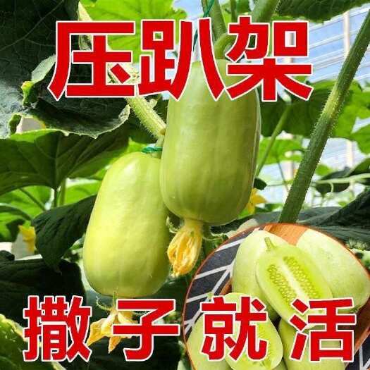 邵东市迷你小黄瓜种子金童玉女水果黄瓜种籽春夏季四季阳台盆栽蔬菜种孑