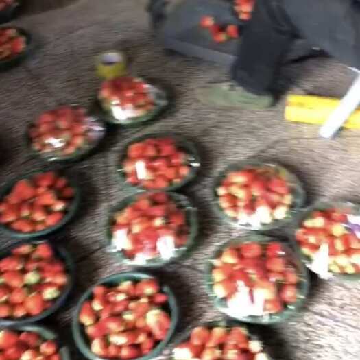  草莓