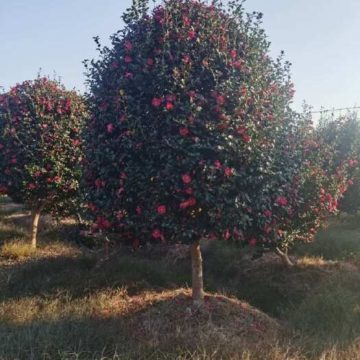 大量供应各规格茶梅树