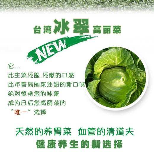 文县水果甘蓝，高丽菜冰翠