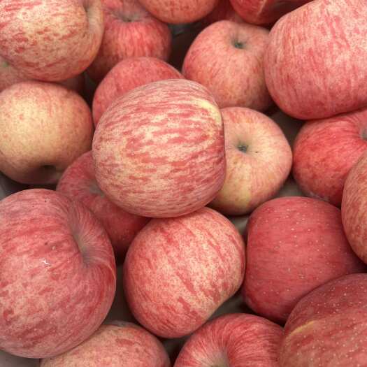 洛川苹果70小果外贸学校市场档口全年供应价格合适甜脆多汁