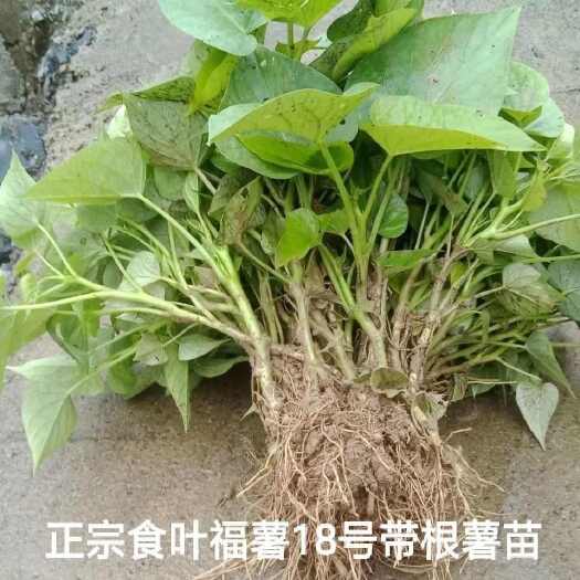 漳州带根发货食叶型红薯秧种苗福薯18号番薯专吃叶子山芋苗绿植盆栽