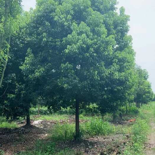 嵊州市大量供应各规格香樟