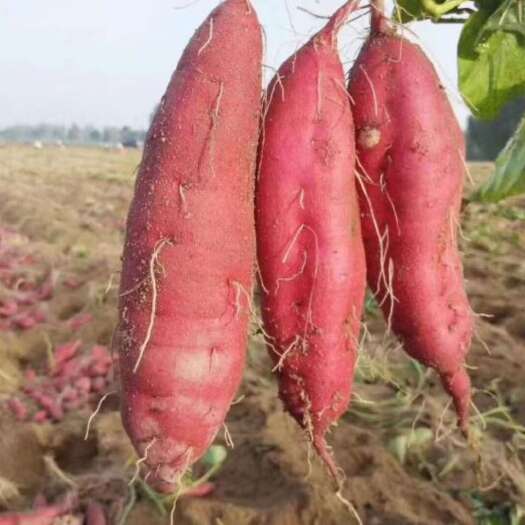 澄迈县红薯