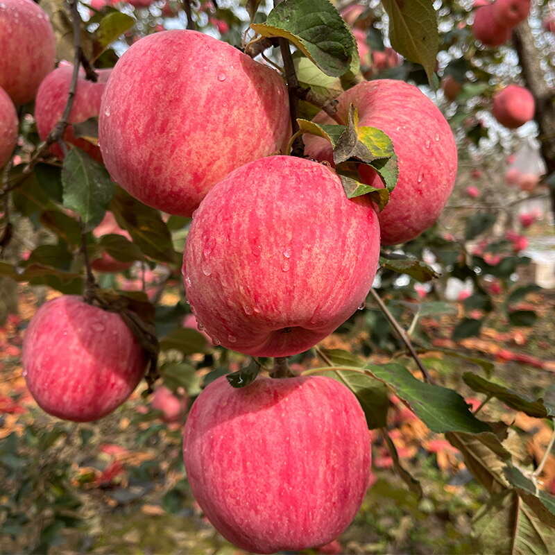 洛川蘋果70小果外貿(mào)學(xué)校市場檔口全年供應(yīng)價格合適甜脆多汁