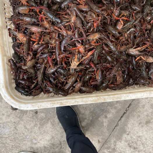潜江市小龙虾