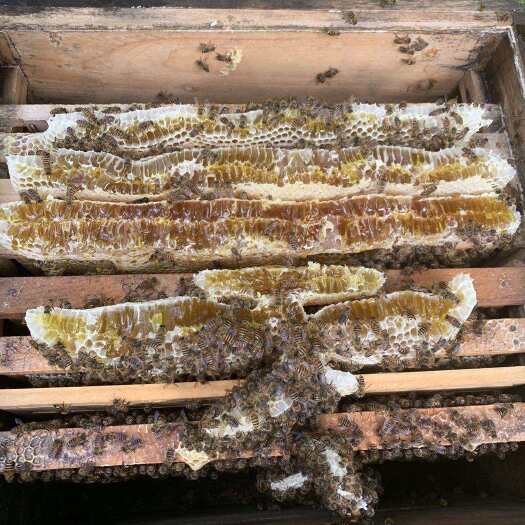 岑溪市中蜂 活体中蜂 广西土蜂王. 这蜂种蜜期可达到8牌打蜜强