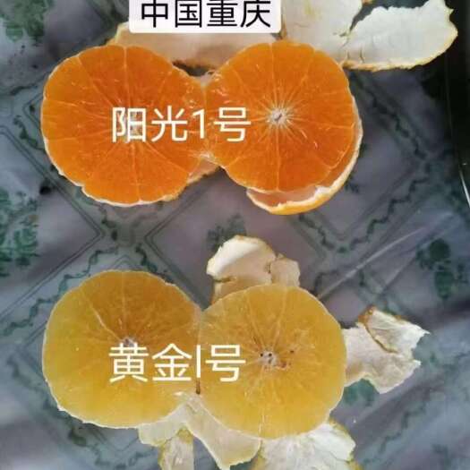 洪江市新品种阳光一号与黄金一号桔柚苗